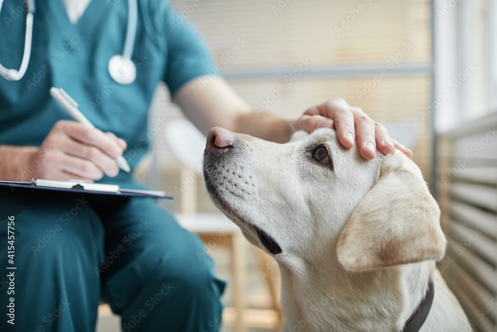 A Veterinarian petting a vaccinated Dog